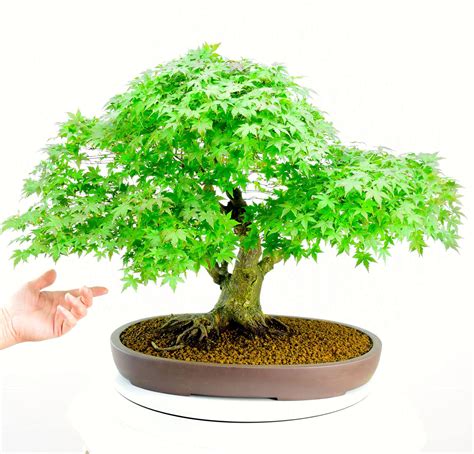 Bonsai for sale .